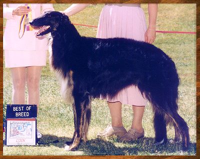 Irek - International (FCI) Am Dutch PR Ch. V'Indra's Irek Pictured at 18 months old - AKC dog show photo Borzoi