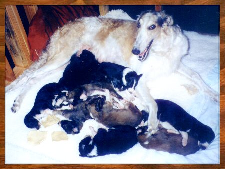 Anya - Petrushka's Anya - photo of dam and puppies Borzoi litter