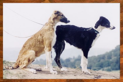 T (DC Golightly BSA Victor SC LCX) and Shasta - photo of two Borzoi