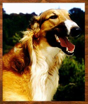 photo of borzoi - head study of 'T' DC Golightly BSA Victor SC 