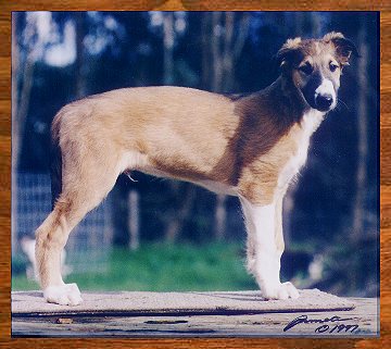 photo of Borzoi - 'T' at 8 1/2 weeks old - puppy picture