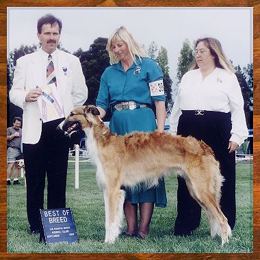 Borzoi photo - BOB at 10 1/2 months: T goes BOB over specials at the '97 Sir Francis Drake KC show under Judge Kyman of Australia. Kerstin Brolin handling. 