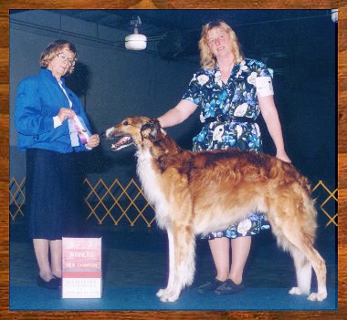 T' AKC Championship finishing photo - borzoi - AKC dog show