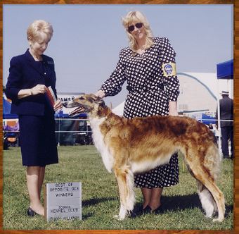 Lucy - AKC dog show win photo - Borzoi