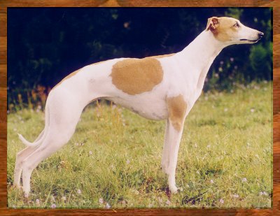 photo of whippet link to Mosaic Whippets