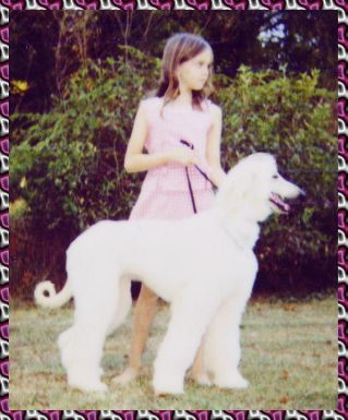 puppy photo of Happy, Hosanna Amazing Peace at 5 months old - AKC reg Afghan Hound bitch