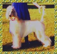 beautiful photo of Davey when he was young - AKC registered Afghan Hound dog