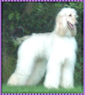 pictures of AKC registered Afghan Hound puppy for sale cream male 6 months old, show or pet Sarge - Hosanna The Unknown Soldier