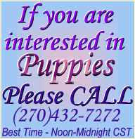 graphic If you are interested in puppies, please call (270)432-7272 noon till midnight CST - custom gif graphic by AAAWWW