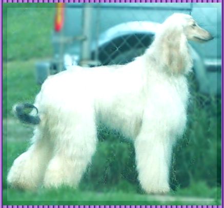 photographs of 6 month old AKC registered Afghan Hound puppy, Rory - Hosanna Aurora