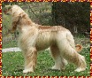 Afghan Hound photo Hosanna Precious Gift - dam of this litter whelped May 30, 2003