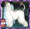 Afghan Hound photograph picture Mex. CH Hosanna Amazing Justice stud dog AKC registered