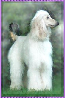 photographs of female afghan hound puppy for sale, red AKC registered, Candy - Hosanna Precious Memories too cute!