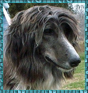 blue Afghan Hound puppy beautiful head study - photo