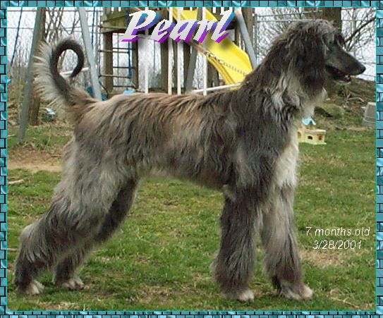 head studies - photo - 5 month old Afghan Hound puppy - Hosanna Milk and Honey