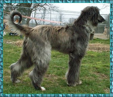  Afghan Hound puppy