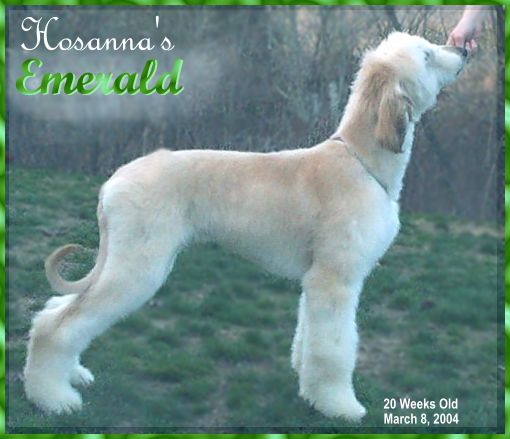 5 month old afghan hound puppy photo/picture cream domino AKC registered 