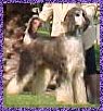 Afghan Hound photograph picture Mahadi's Tuxedo domino dog AKC registered