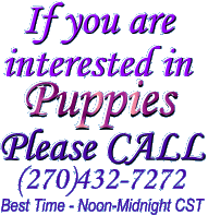 If you are interested in puppies, please call (270)432-7272 noon till midnight CST - custom gif graphic by AAAWWW