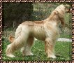 picture of afghan hound bitch, AKC registered dam of litter on pedigree page