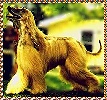 photo afghan hound Alf Alfadeus Abdul Kamahl picture and link to photograph page of grandsire of puppies