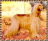 photo picture of Afghan Hound bitch, grandmother of AKC registered Afghan Hound dog puppies