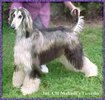 Afghan Hound photograph picture Mahadi's Tuxedo domino dog AKC registered