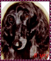 Afghan Hound head study photo of See'rs Night Witch AKC bitch