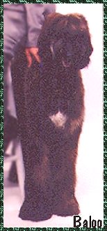 Hosanna Song of Samuel 'Baloo' - Afghan Hound puppy photo AKC dog