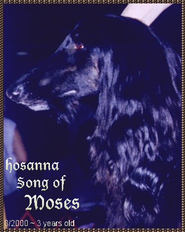 Hosanna Song of Moses - photo of beautiful Afghan Hound AKC show dog