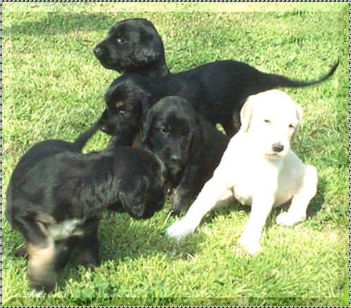 afghan hound puppy photo 4 week old picture AFGHAN HOUND PUPPIES