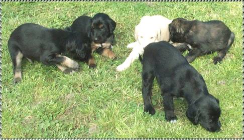 afghan hound puppy photo 4 week old picture AFGHAN HOUND PUPPIES