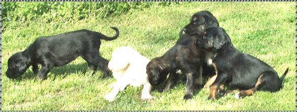 afghan hound puppy photo 4 week old picture AFGHAN HOUND PUPPIES