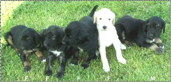 afghan hound puppy photo 4 week old picture AFGHAN HOUND PUPPIES