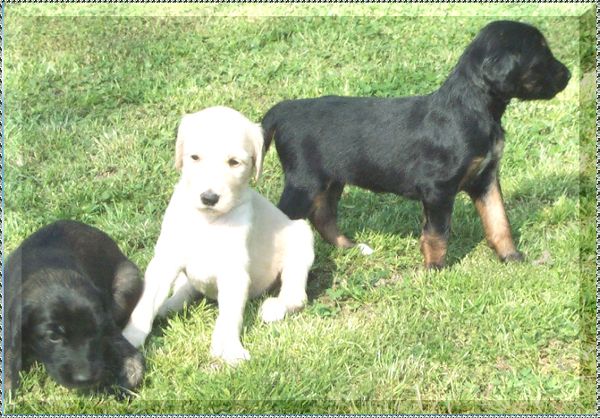 afghan hound puppy photo 4 week old picture AFGHAN HOUND PUPPIES