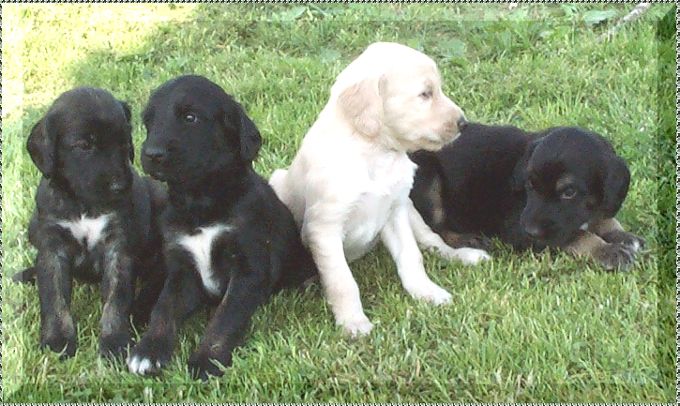 afghan hound puppy photo 4 week old picture AFGHAN HOUND PUPPIES