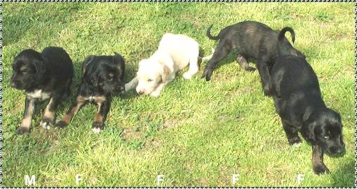 afghan hound puppy photo 4 week old picture AFGHAN HOUND PUPPIES