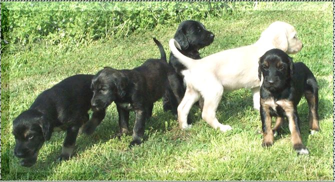 afghan hound puppy photo 4 week old picture AFGHAN HOUND PUPPIES