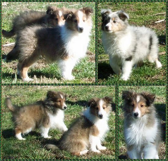 beautiful photo collage - CUTE Sheltie puppies - 4 photos in one - SKY Shelties Shetland Sheepdog puppies