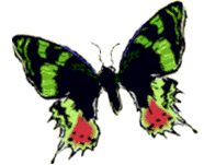Animated Butterfly Gifs