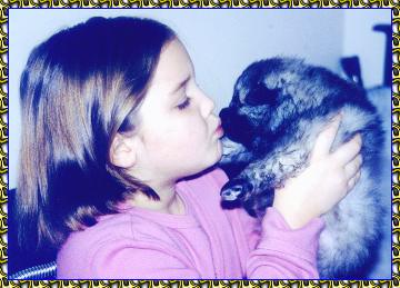 photo of keeshond puppy kissing child too cute ! keeshond photo picture photos pictures KeePlay kees keeshond AKC reg show dogs PyrPlay pyrs Great Pyrenees  SHOW DOGS website www.hosanna1.com AAAWWW afghans afghans afghans web design