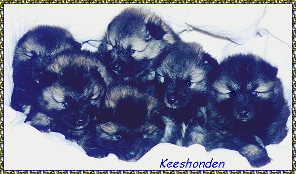 cute puppy photo of keeshond puppies 3 weeks old keeshond photo picture photos pictures KeePlay kees keeshond AKC reg show dogs PyrPlay pyrs Great Pyrenees  SHOW DOGS website www.hosanna1.com AAAWWW afghans afghans afghans web design