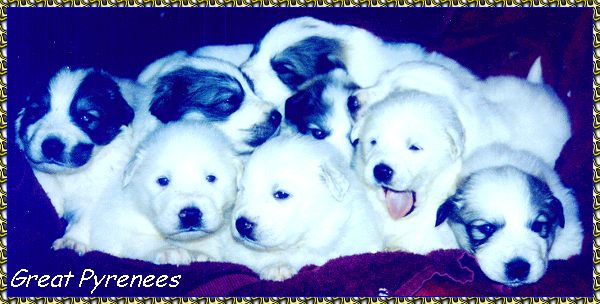 cute great pyrenees puppies photo 3 weeks old keeshond photo picture photos pictures KeePlay kees keeshond AKC reg show dogs PyrPlay pyrs Great Pyrenees  SHOW DOGS website www.hosanna1.com AAAWWW afghans afghans afghans web design